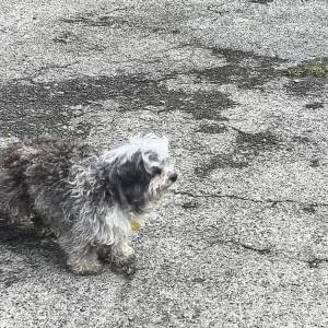 Image of Allie, Lost Dog