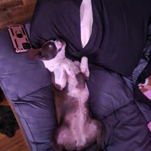Image of Luna, Lost Dog