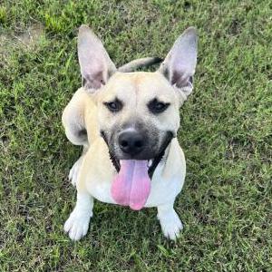 Image of Unknown, Found Dog