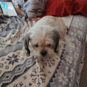 Image of Zoey, Lost Dog