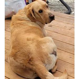 Image of Biscuit, Lost Dog