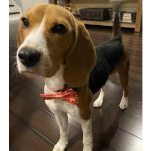 Image of Brody, Lost Dog