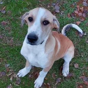 Image of Tanner, Lost Dog