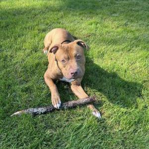 Lost 1 Hercules (TN)