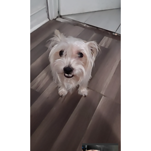 Image of Oso, Lost Dog