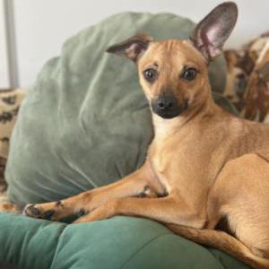 Image of Rubi, Lost Dog