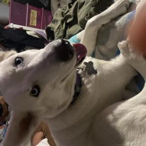 Lost Dog Winter M