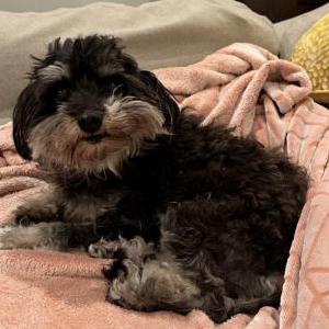 Image of Deedee, Lost Dog