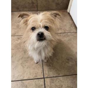 Image of Max Lucas, Lost Dog