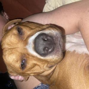 Image of Oogie, Lost Dog