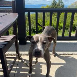 Image of Gidget, Lost Dog