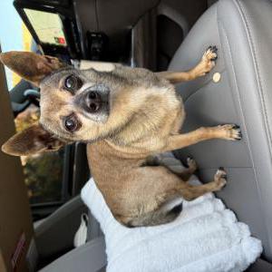 Image of Unknown, Found Dog