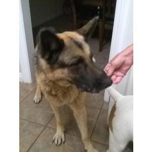 Image of Unknown, Found Dog