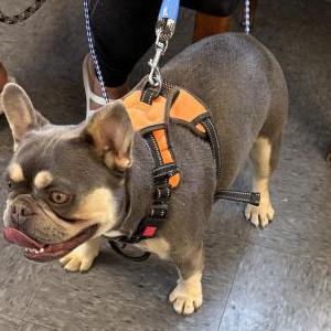 Image of Smoke, Lost Dog