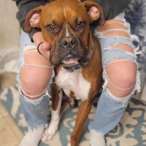 Image of Bruno, Lost Dog
