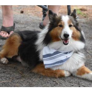 Lost Dog Howdy
