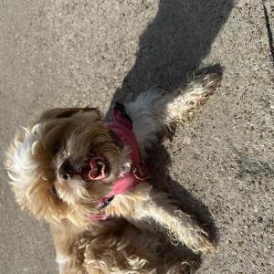 Image of Paislee, Lost Dog