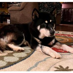 Lost 1 Gracie (NC)