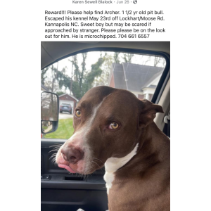 Image of Archer, Lost Dog