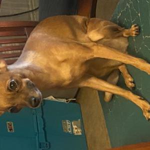 Image of Yuki, Lost Dog