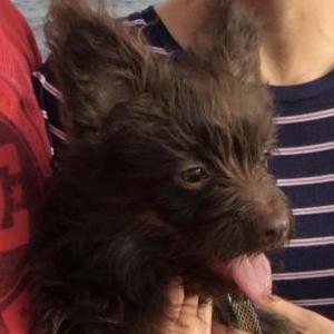 Image of Akila, Lost Dog