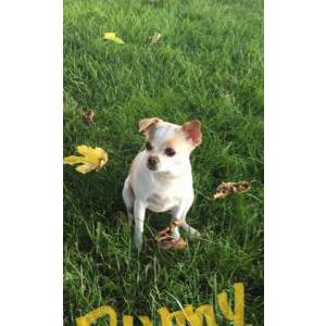 Image of Bunny, Lost Dog