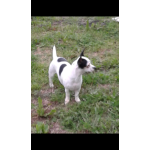 Image of Oreo, Lost Dog