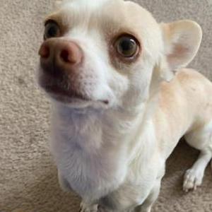 Image of Comet, Lost Dog