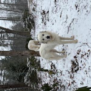 Lost Dog Delilah