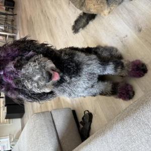 Image of Pepsi, Lost Dog