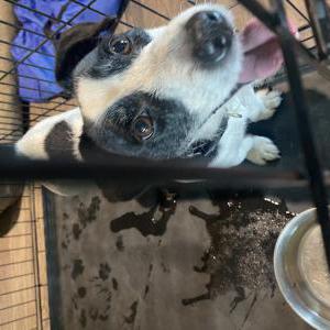 Image of Unknown, Found Dog