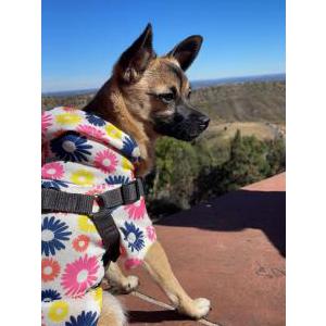 Image of Nala, Lost Dog