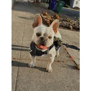 Image of Aquiles, Lost Dog