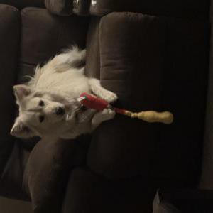 Image of Scrub, Lost Dog