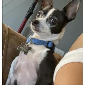 Image of Bruno, Lost Dog