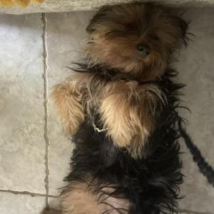 Lost Dog Ace & fat mamas