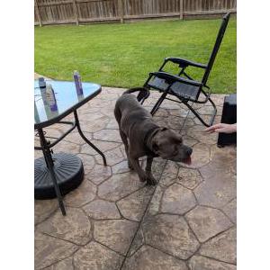 Found Dog Inknown