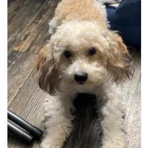 Image of Yoshi, Lost Dog