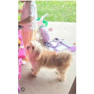 Image of Sassy, Lost Dog