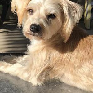 Image of Nova, Lost Dog