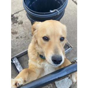Image of Mocha, Lost Dog