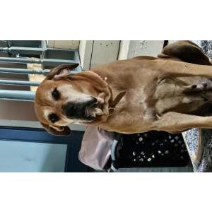 Image of Alura, Lost Dog