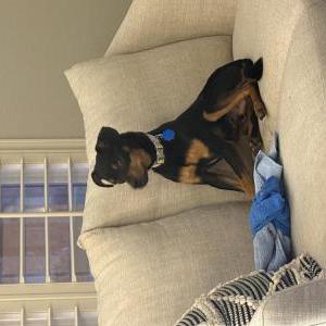 Lost Dog Henry