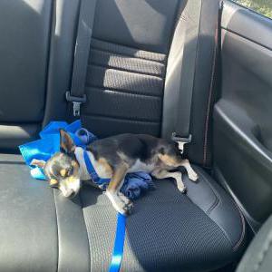 Image of Unknown, Lost Dog