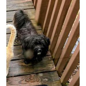 Image of Tuk tuk, Lost Dog