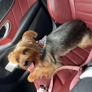 Image of Coco, Lost Dog
