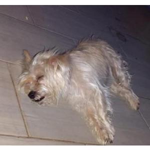 Image of Oso, Lost Dog