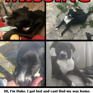 Lost Dog Duke