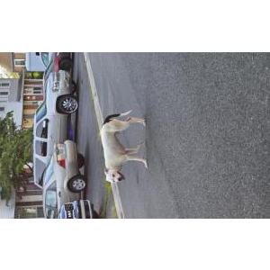 Image of Unknown, Found Dog