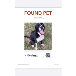 Found Dog Unknown
